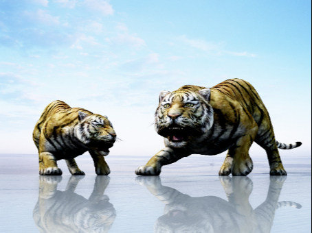 The Modern Tiger