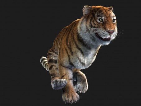 Tiger Animal Creatures Nature Wildlife