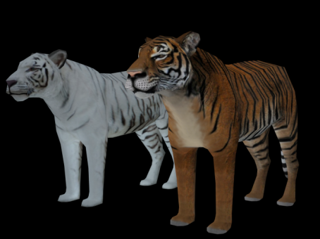 Tiger White Tiger Northeast Tiger Beast