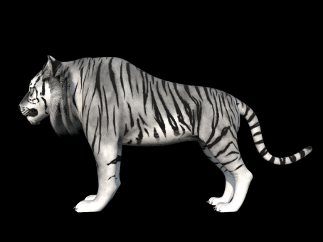 Cartoon Q version hand-painted white tiger fierce tiger realistic big tiger northeast tiger tigress south China tiger Bengal tiger