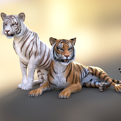 White Tiger Amur Tiger Tiger King of Beasts Tiger