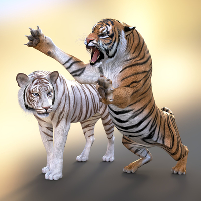 Tiger White Tiger Siberian Tiger Big Tiger King of the Forest
