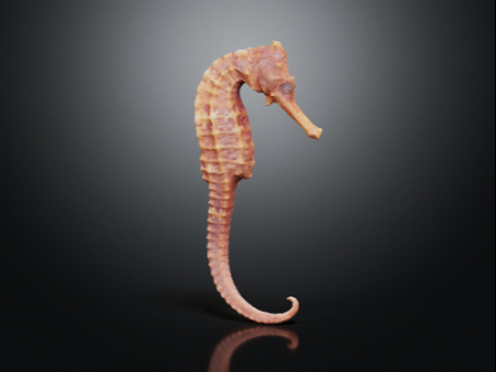 hippocampus hippocampus skeleton hippocampus fossil skeleton