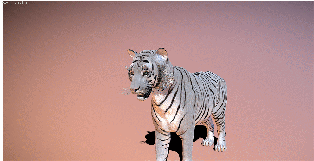 Tiger with animated white tiger a large number of animated beast king of beasts