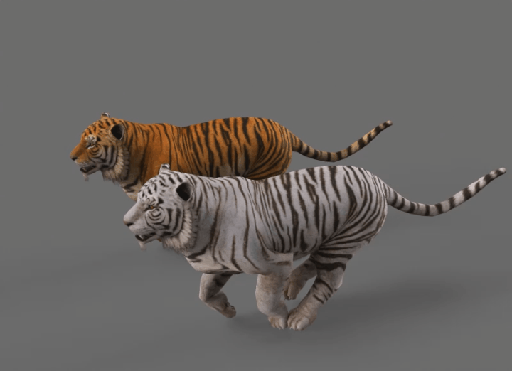 white tiger with running action tiger northeast tiger running animation fbx skeleton skin 2 sets skin bengal tiger