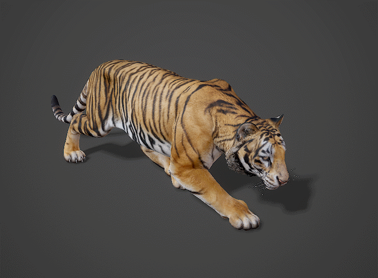 PBR Tiger Tiger Realistic Big Tiger Siberian Tiger Tigress South China Tiger Bengal Tiger Female Tiger Cat Skeletal Skeleton Tiger