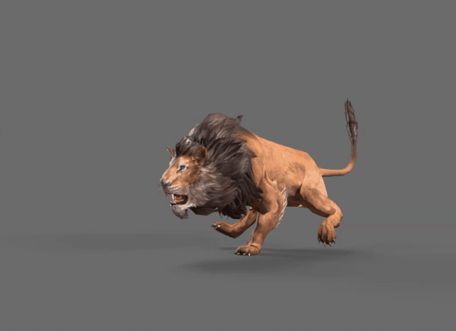 The lion's four sides, the lion king, the African beast with 50 seconds of animation, the male lion's walking, running and jumping bones