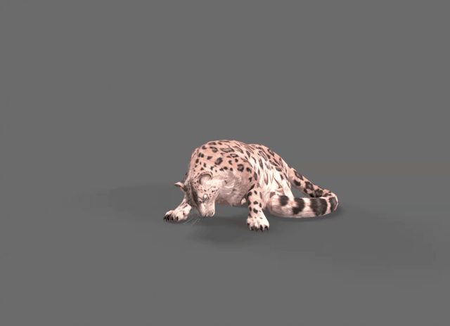 The next era leopard leopard cheetah African leopard with bone action walk run jump attack injured death 1 minute animation