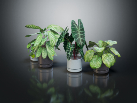 Indoor plants indoor potted flowers potted flowers