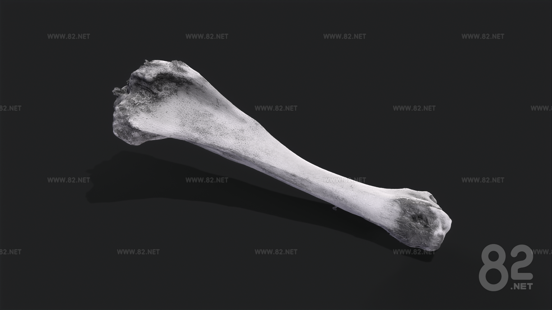 Realistic bone cow tibia 3d Model tbscene fbx max obj | 82Models
