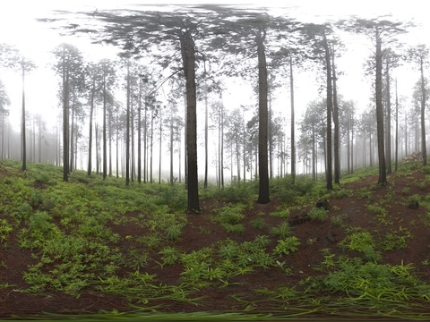 dense forest