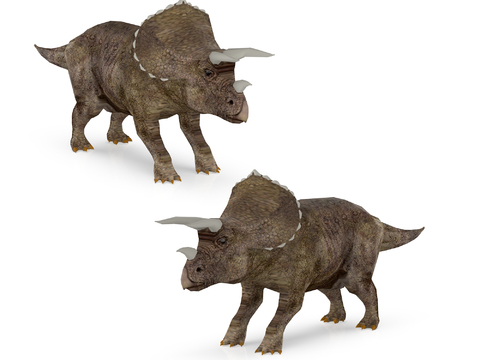 Modern Triceratops