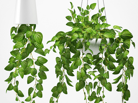 Modern Hanging Basket Green Plant Potted Plant