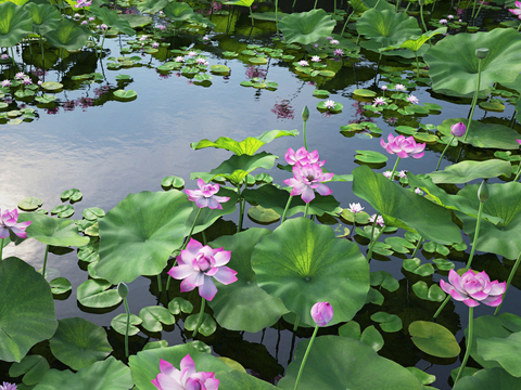 Modern Lotus Pond Lotus Waterscape