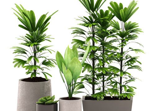 Modern indoor plants potted