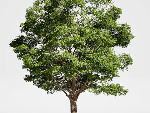 Modern Oak Landscape Tree