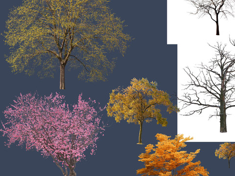 modern maple landscape tree psd