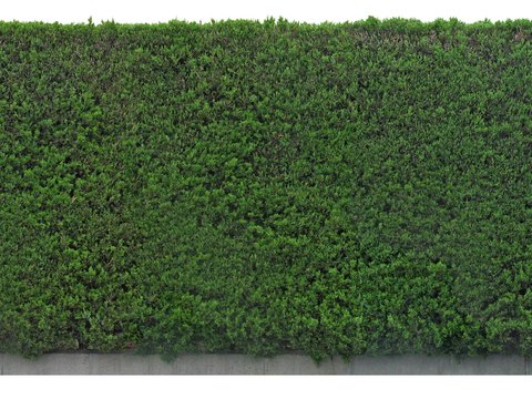 modern boxwood fence shrub psd