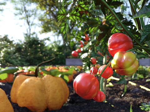 Vegetable field Vegetable garden Orchard Crops