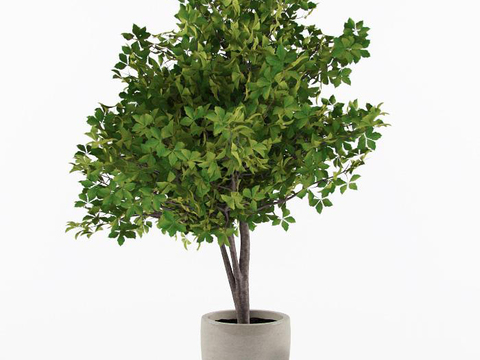 Modern Green Plant Potted Free