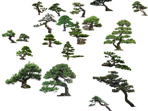 modern plant pine landscape tree big tree psd