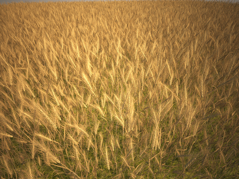 Natural wind golden wheat field landscape