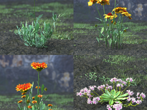 Chrysanthemum flowers and grass