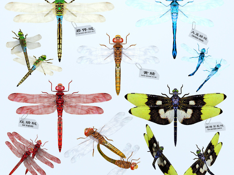 Modern dragonfly specimen assemblage