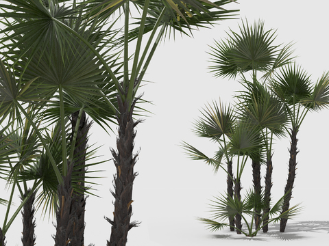 Modern Palm Plants