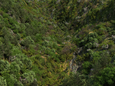 modern mountain forest landscape