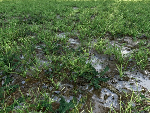 wetland grassland mud depression flowers and plants