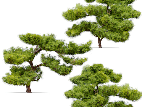 New Chinese Pine Welcome Pine