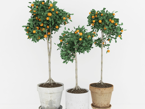 Modern potted orange tree