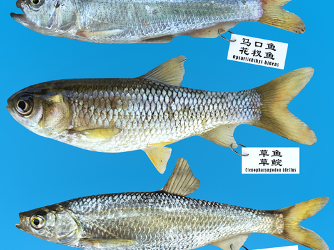 Modern Mouth Carp Grass Carp White Striped Fish