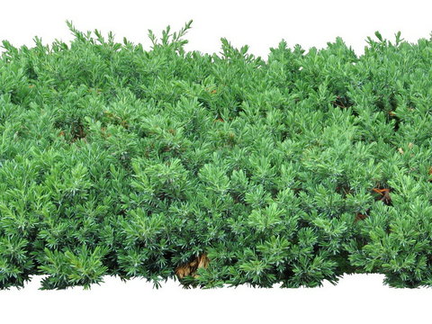 plant cypress shrub green plant psd