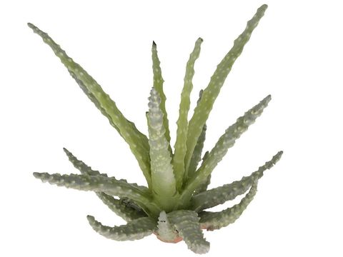 Modern Aloe Free