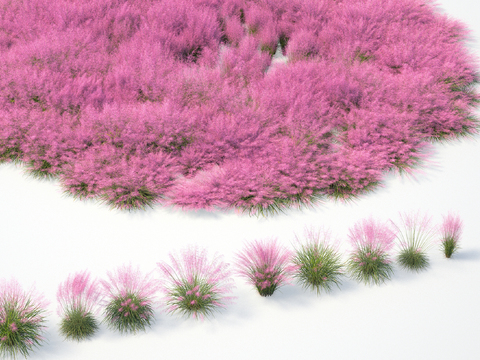 Pink Chawy Grass