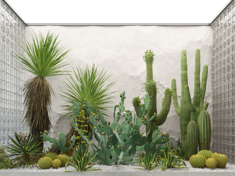 Cactus Indoor Landscape