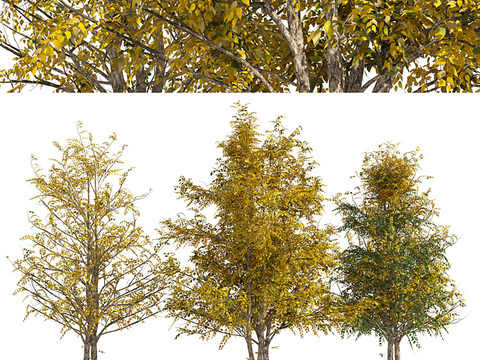 Autumn leaf tree yellow leaf tree landscape tree big tree free