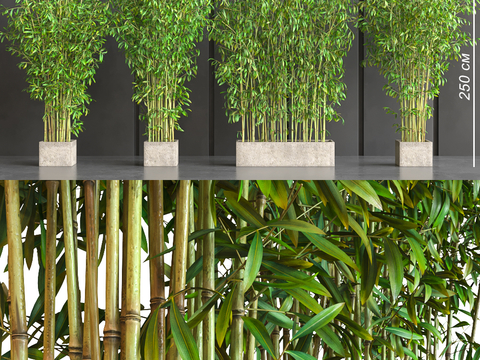 Modern Green Plant Bamboo