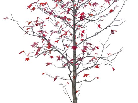 red leaf trees psd