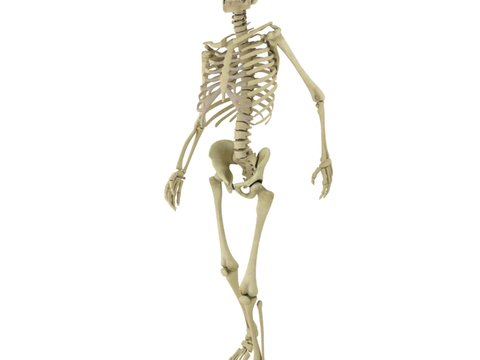 Modern Skull Man Skeleton Free