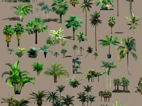 modern coconut tree big tree landscape tree psd