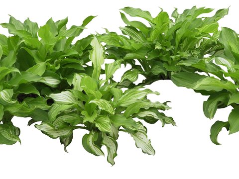 modern green plant shrub psd