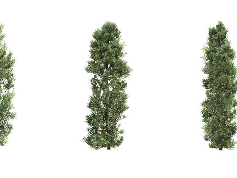 pine trees landscape trees psd