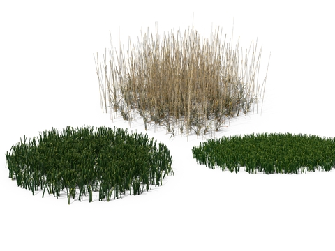 hay wheat spike grass psd