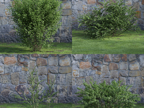 Modern Landscape Greening Shrubs