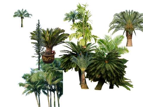 modern coconut tree trees landscape tree psd