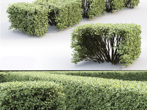 Modern hedge shrub