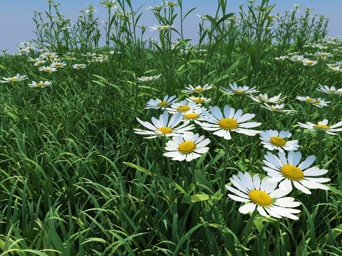 Modern grassland wildflowers